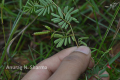 Indigofera karnatakana